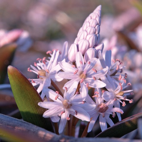 Bifolia Rosea